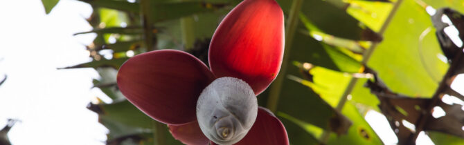 Mayflower Bocawina National Park
