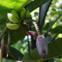 Mayflower Bocawina National Park