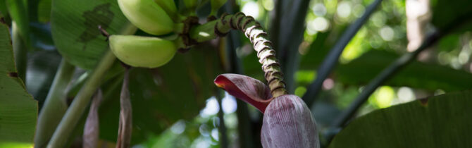 Mayflower Bocawina National Park