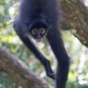 Hopkins to Belize City and Back