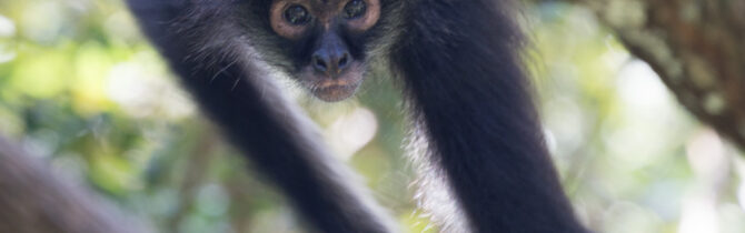 Hopkins to Belize City and Back