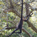 Hopkins to Belize City and Back