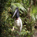 Hopkins to Belize City and Back