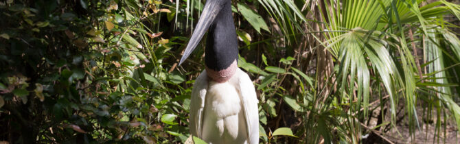 Hopkins to Belize City and Back