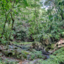 Cockscomb Basin Jaguar Sanctuary