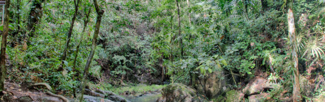 Cockscomb Basin Jaguar Sanctuary