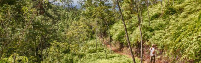 Cockscomb Basin Jaguar Sanctuary