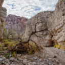 Ross Maxwell Scenic Drive