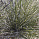 Ross Maxwell Scenic Drive