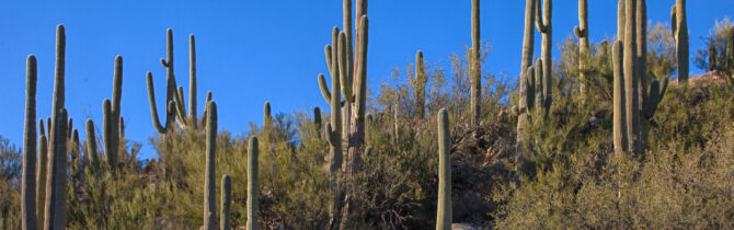 Catalina State Park: Day 1
