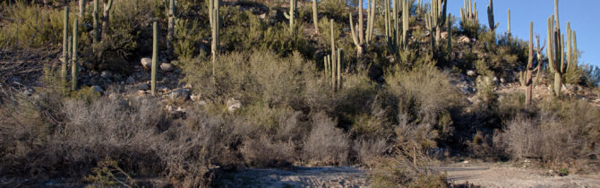 Catalina State Park: Day 1