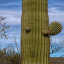 Catalina State Park: Day 2