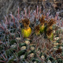 Catalina State Park: Day 2