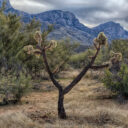 Catalina State Park: Day 2