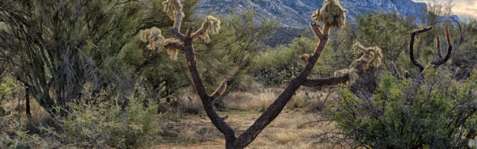 Catalina State Park: Day 2