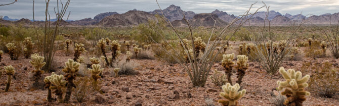 Palm Canyon