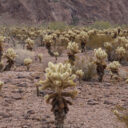Palm Canyon