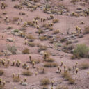 A Walk in the Desert