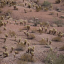 A Walk in the Desert