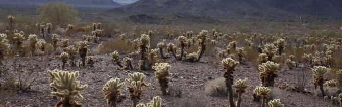 A Walk in the Desert