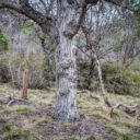 South Llano River SP