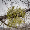 South Llano River SP