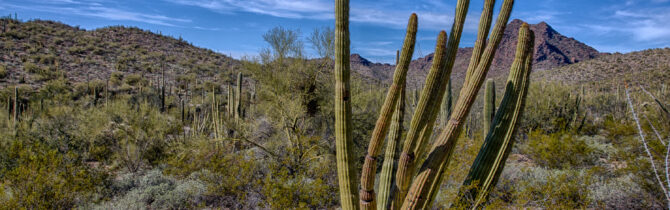 Ajo AZ