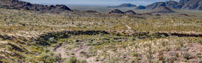 Organ Pipe Cactus