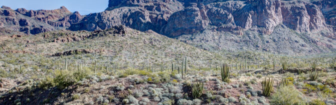 Organ Pipe Cactus