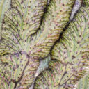 Organ Pipe Cactus