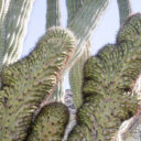 Organ Pipe Cactus