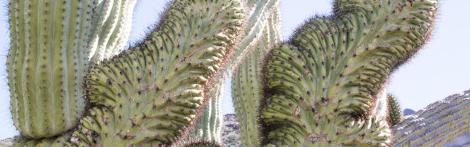 Organ Pipe Cactus