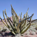 Organ Pipe Cactus