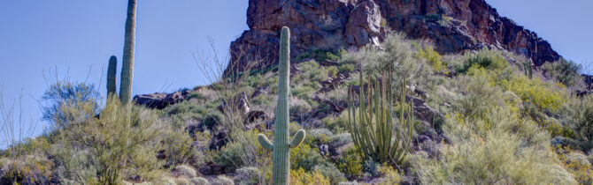 Organ Pipe Cactus