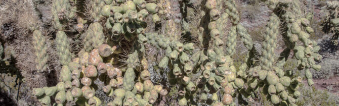 Organ Pipe Cactus