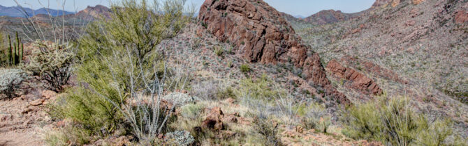 Organ Pipe Cactus