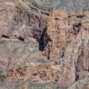 Organ Pipe Cactus