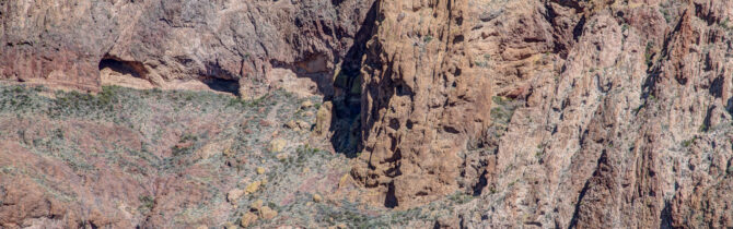 Organ Pipe Cactus