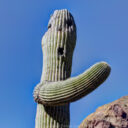 Organ Pipe Cactus