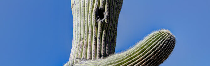 Organ Pipe Cactus