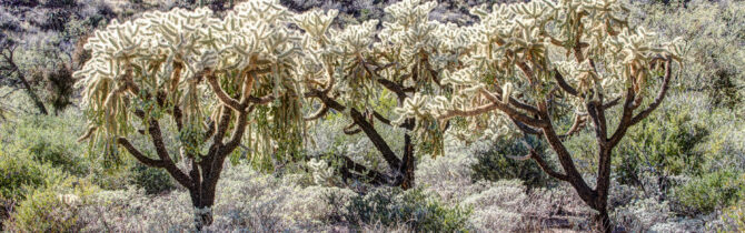 Organ Pipe Cactus