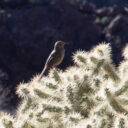 Organ Pipe Cactus