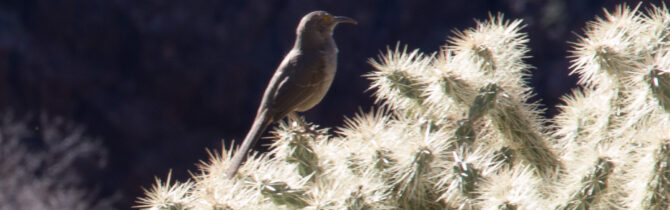 Organ Pipe Cactus