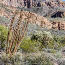 Organ Pipe Cactus