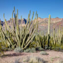 Organ Pipe Cactus