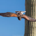 Sonoran Desert Museum