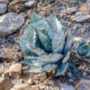 Sonoran Desert Museum