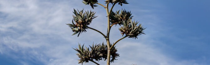 Sonoran Desert Museum