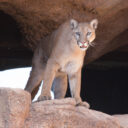 Sonoran Desert Museum