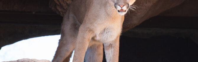 Sonoran Desert Museum